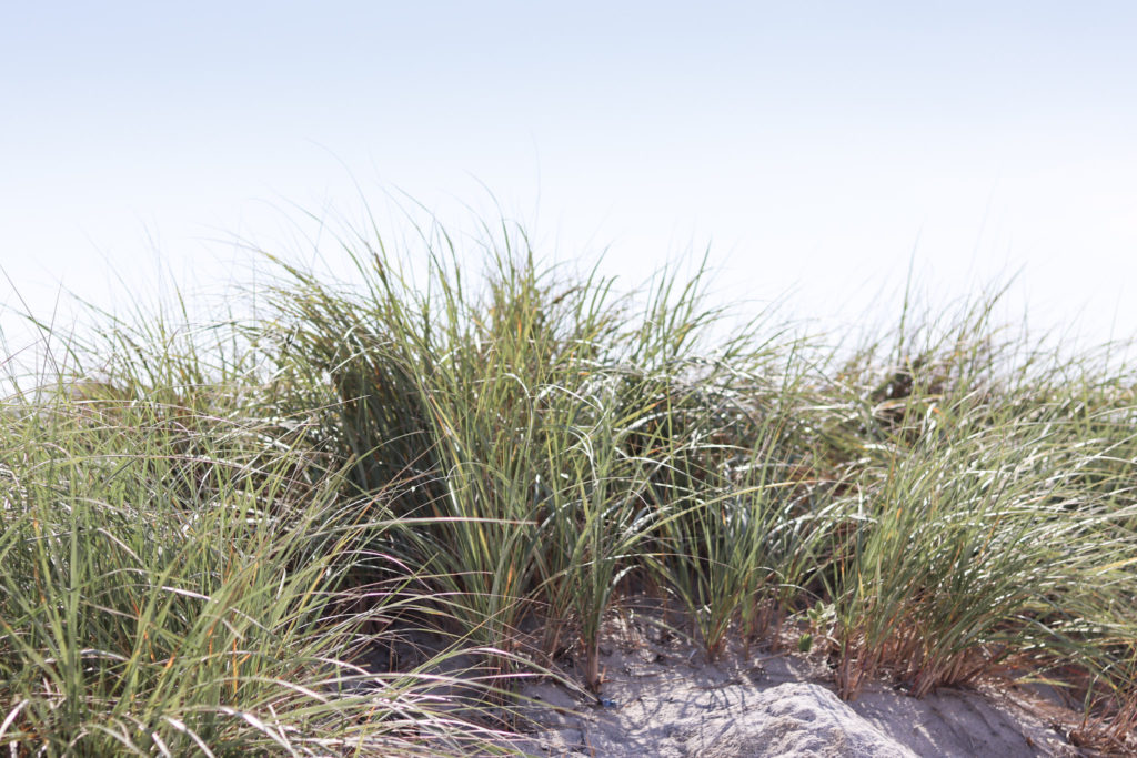 Beach grass at one of the Sandy Hook beaches. 