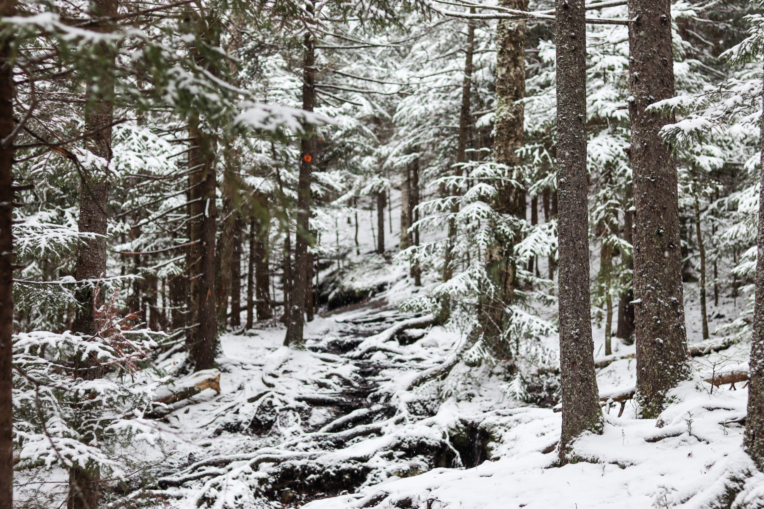 Views of snowy trees on Mount Jo hike
