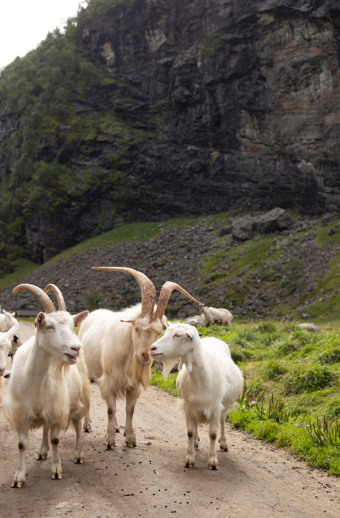 Goats relaxing on a trail in Flåm Norway
