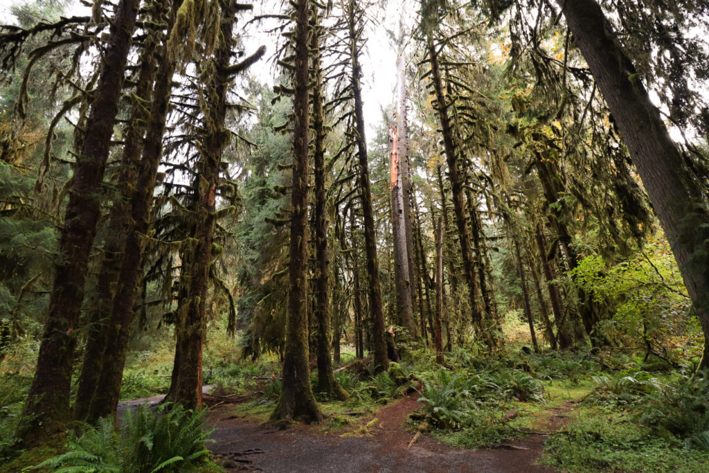 View of trees in Hoh Rainforest, one of the best hikes in Olympic National Park