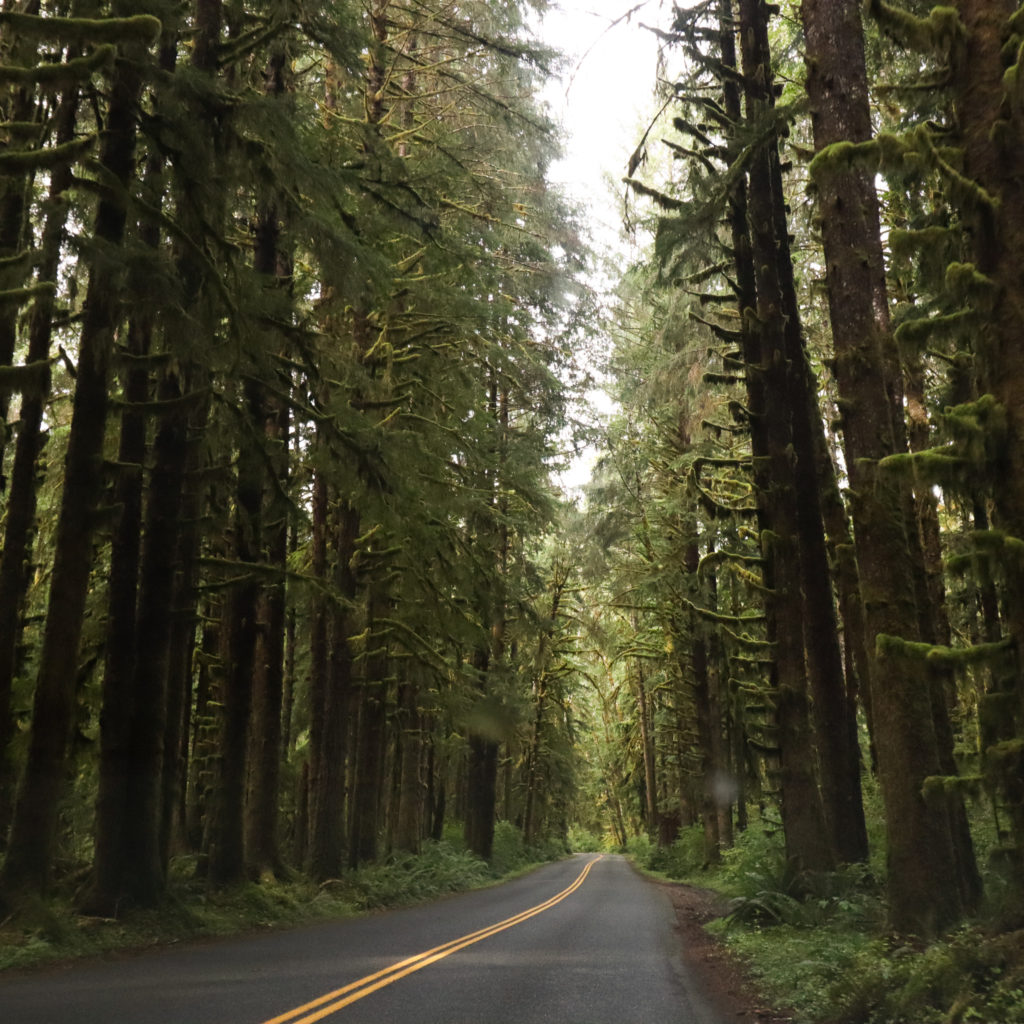 A view of the road in Hoh Rainforest, one of the best hikes in Olympic National Park