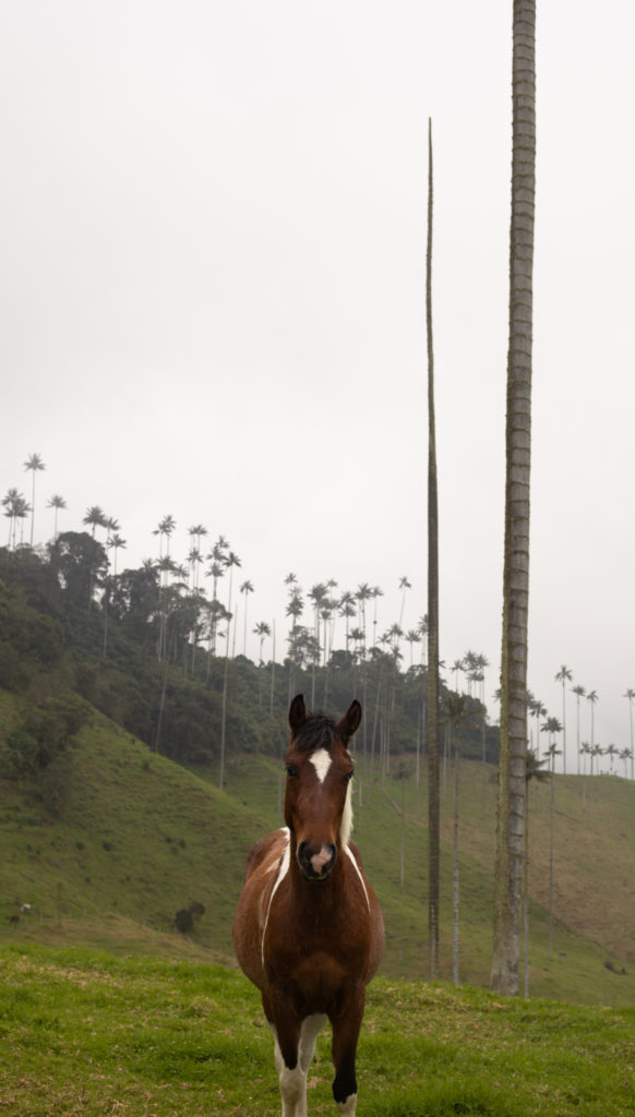 A horse standing in a grassy field in The top of a grassy hill with wax palm trees in valle de cocora
