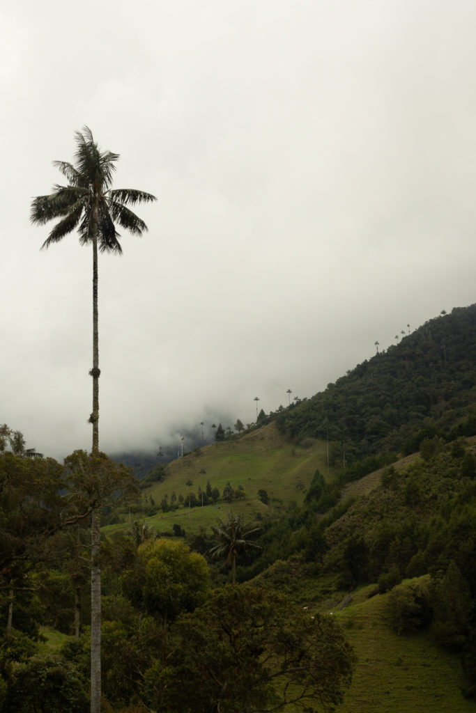 Looking into a mountainous valley with wax palm trees in valle de cocora