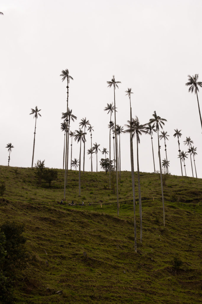 The top of a grassy hill with wax palm trees in valle de cocora