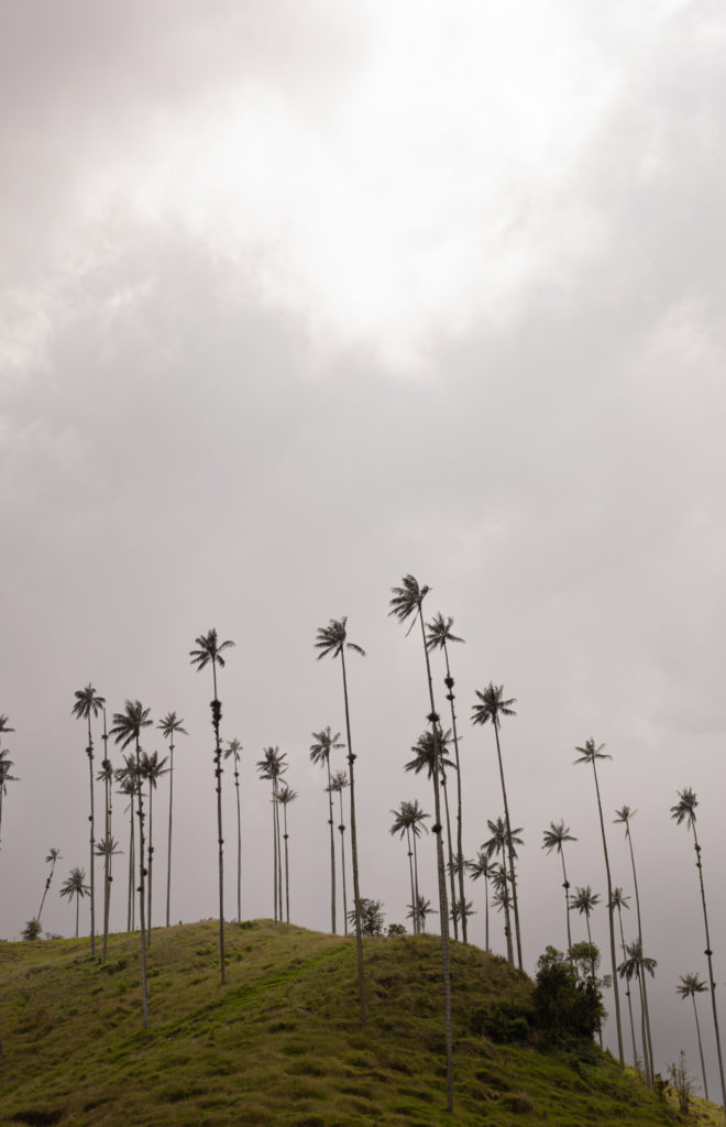 The top of a grassy hill with wax palm trees in valle de cocora