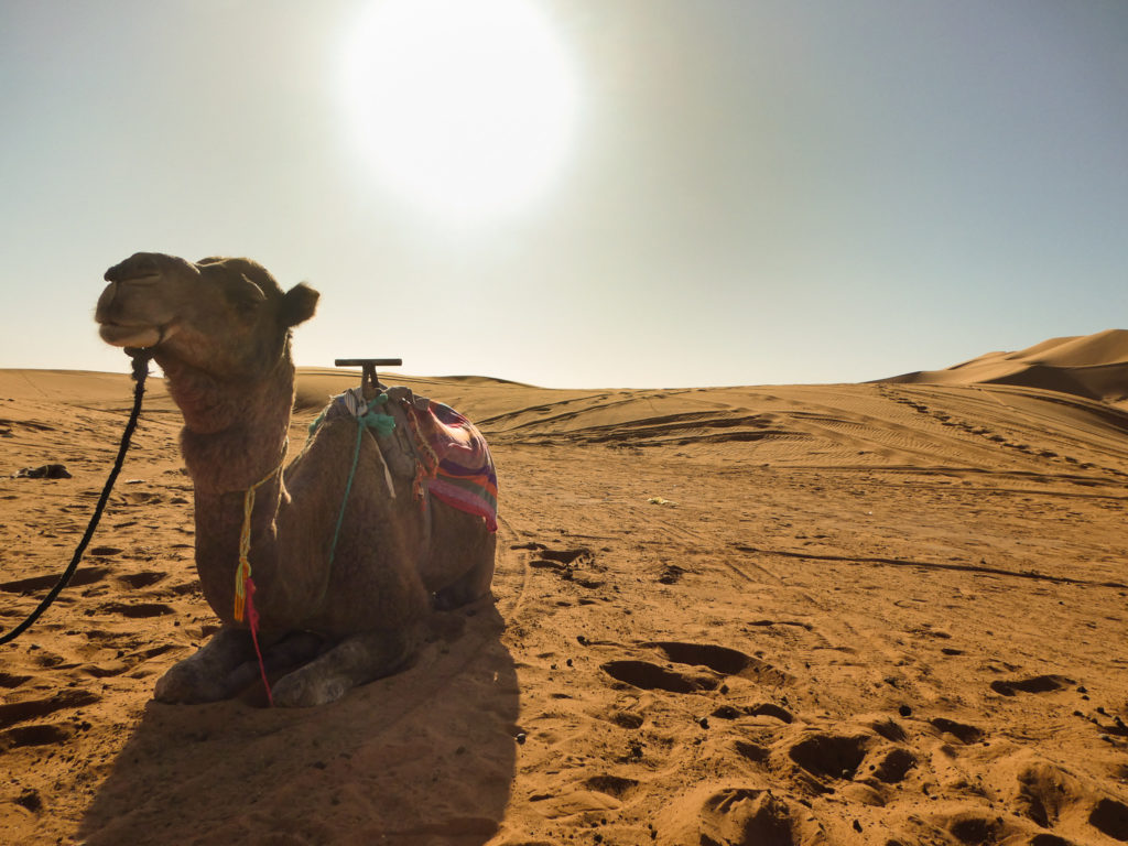 A camel sitting on a dune in the Sahara Desert, Morocco