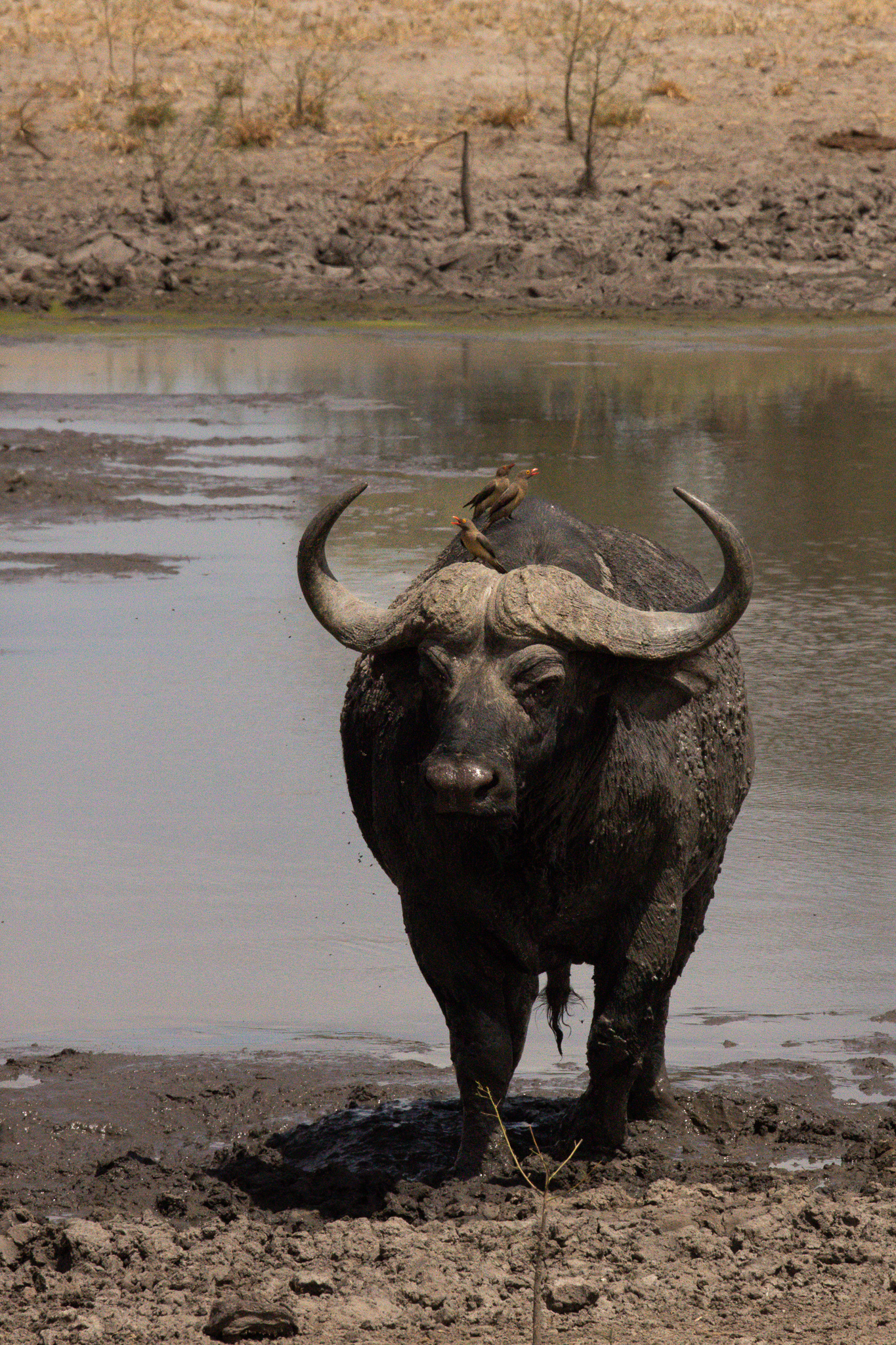 A water buffalo with a bird sitting on its head seen on a Tanzania safari