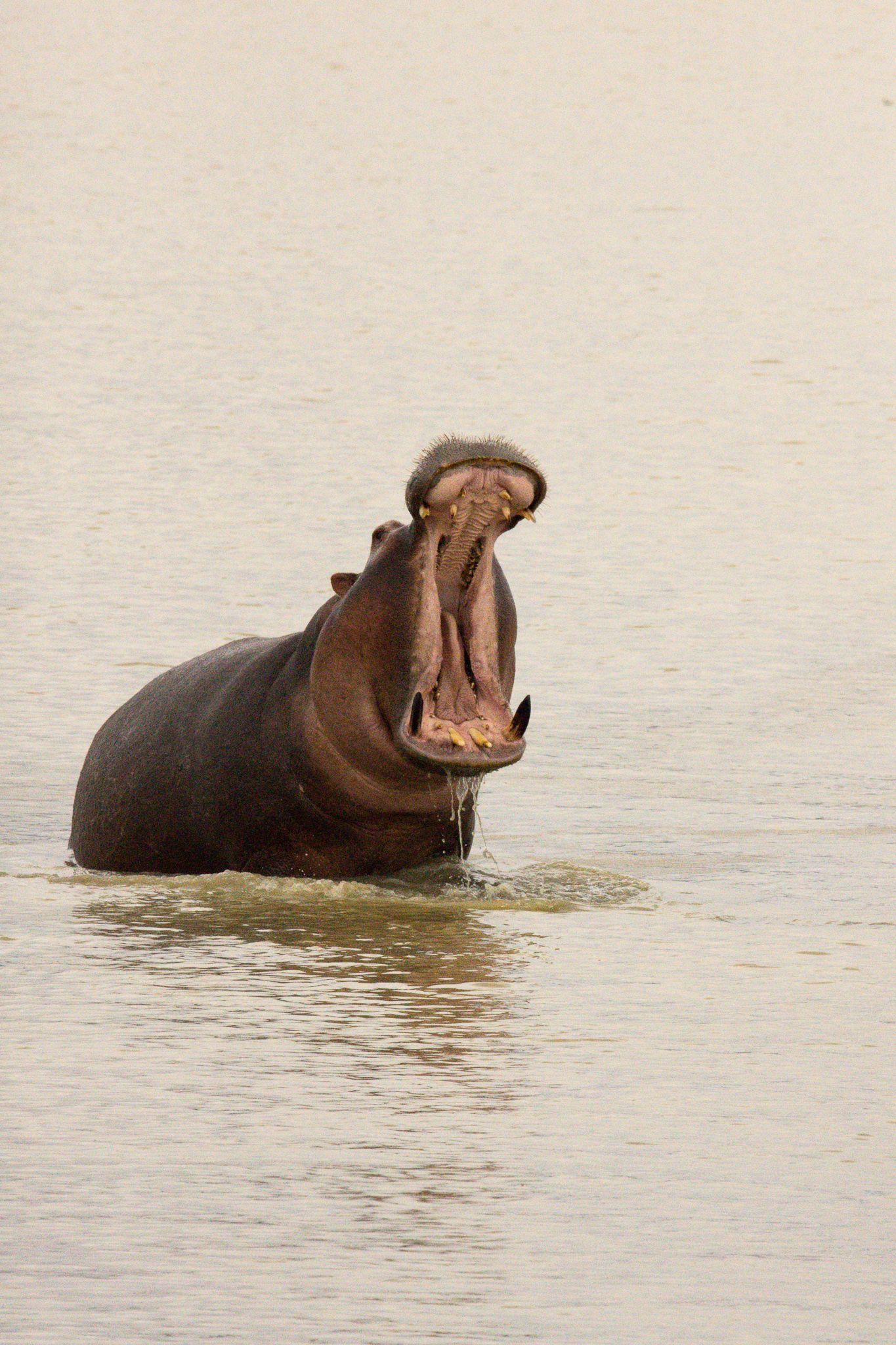 A roaring hippo seen on a Tanzania safari
