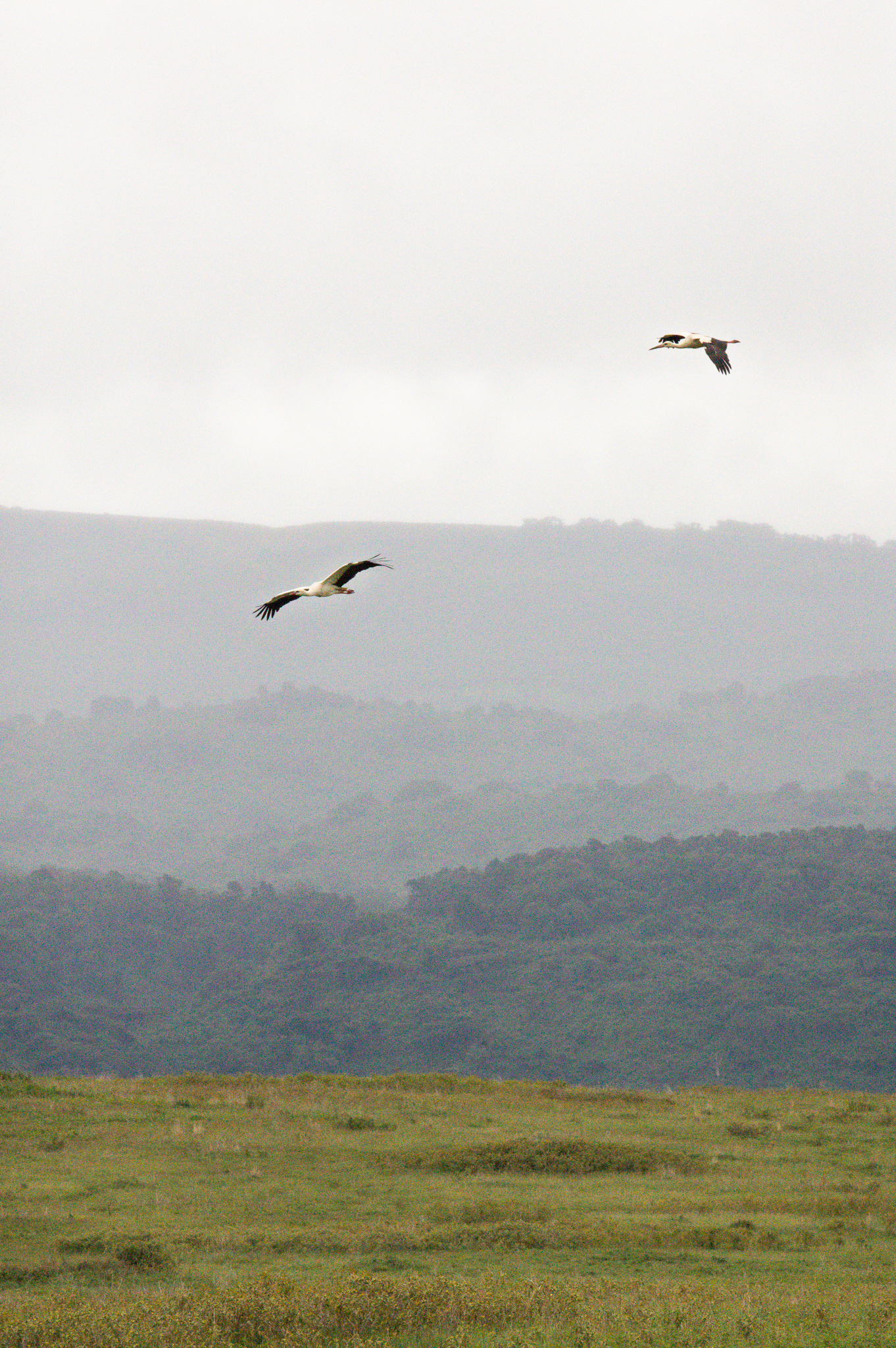 Two cranes flying over the ngorongoro crater