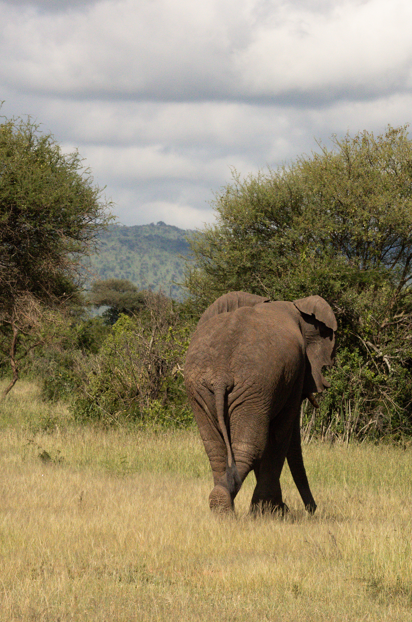 An elephant walking away, seen on a Tanzania safari