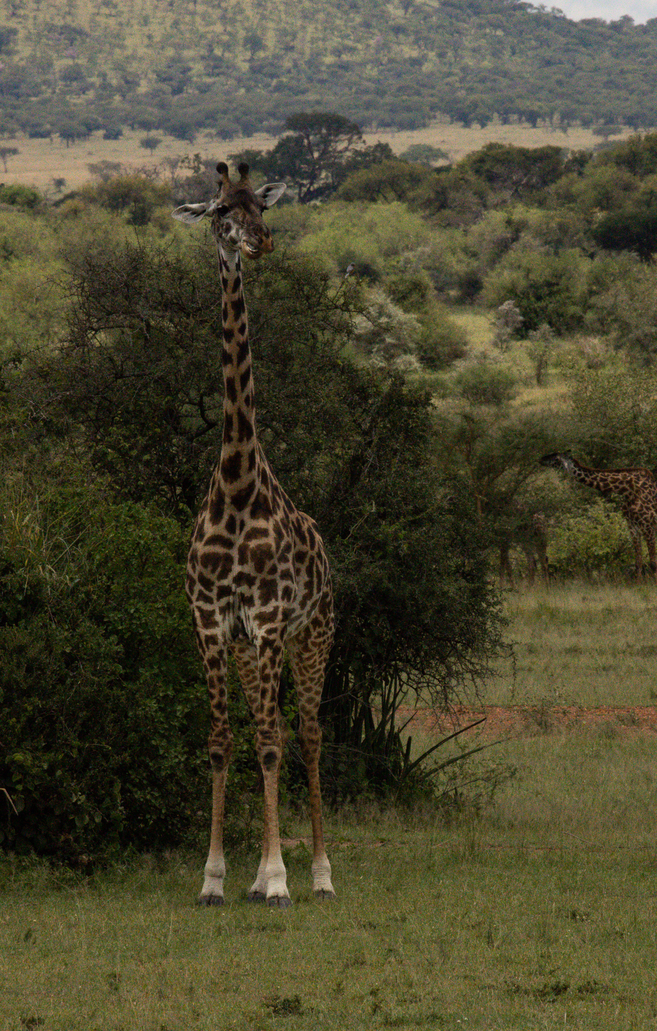 A giraffe seen on a Tanzania safari