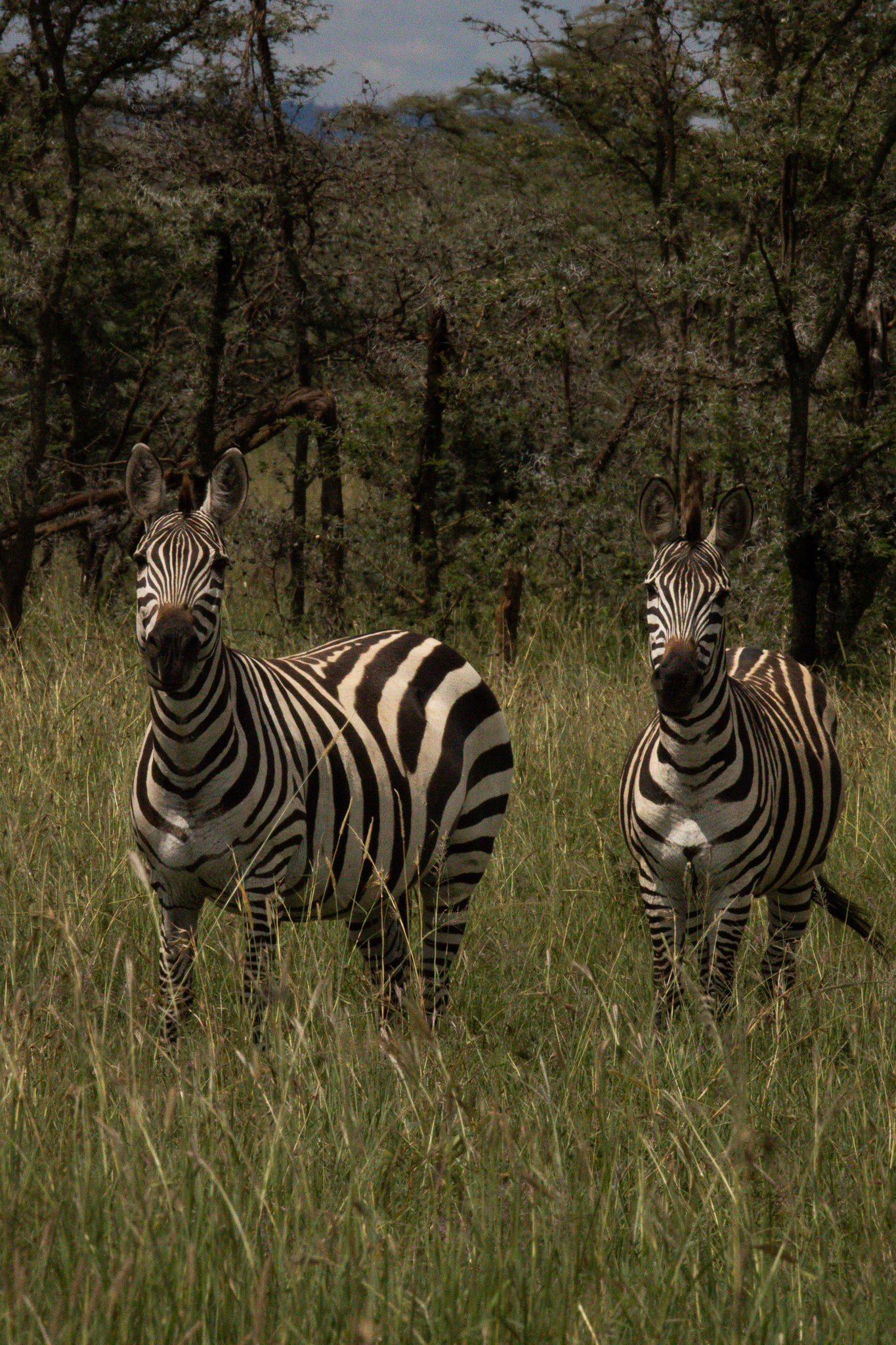 Two zebras looking at the camera, seen on a Tanzania safari