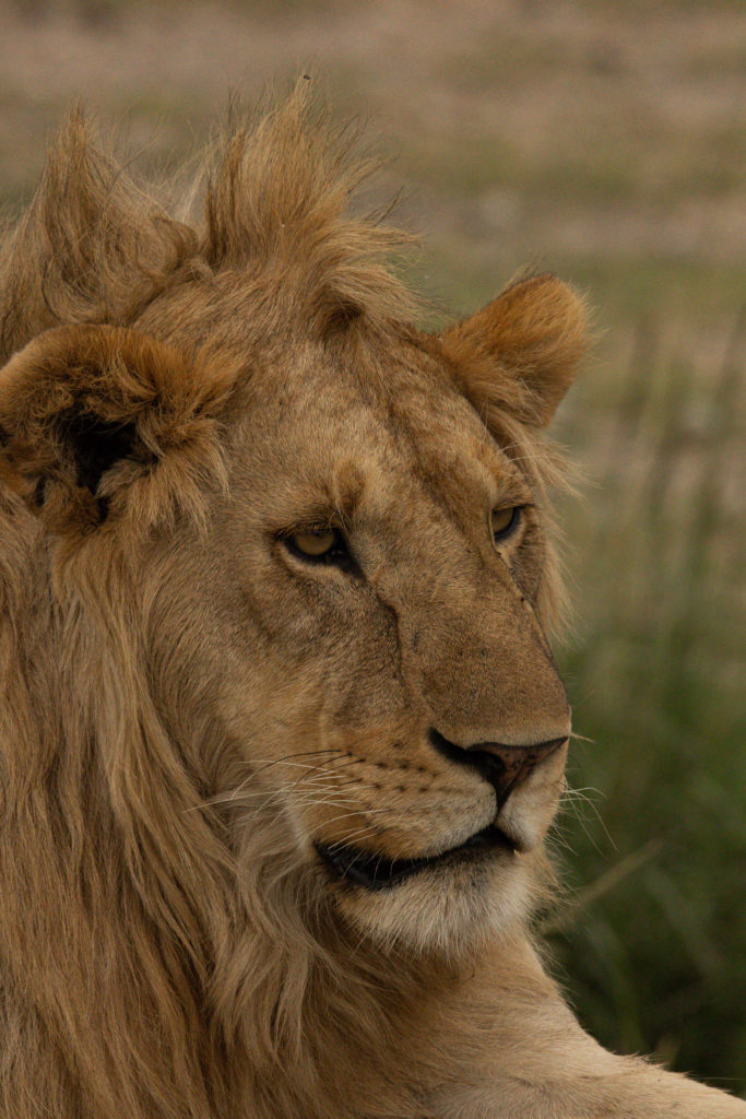 Up close shot of a male lion, seen on a Serengeti safari