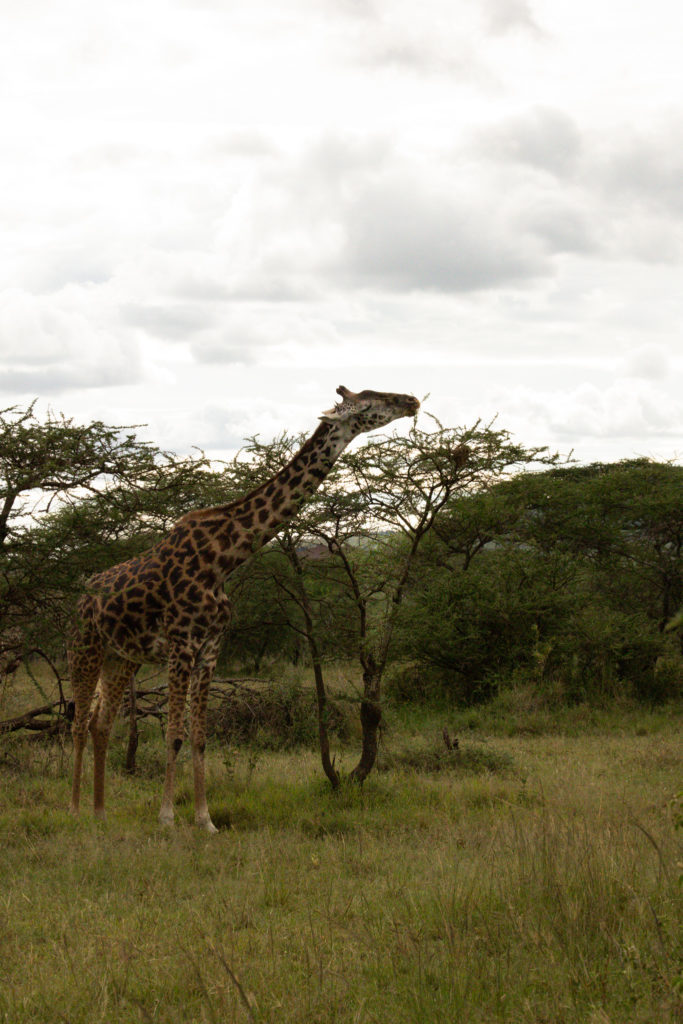 A giraffe eating leaves off the top of a tree in the Serengeti