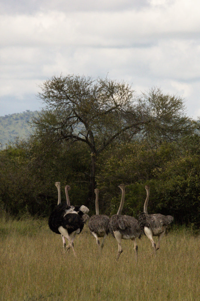 a flock of ostriches running away in the Serengeti