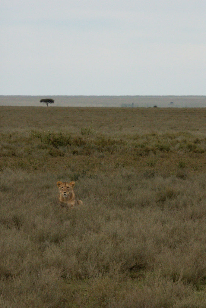 a lion sitting in tall grass, seen on a Serengeti safari